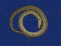 Taiwan Leopard Snake Collection Image, Figure 7, Total 10 Figures